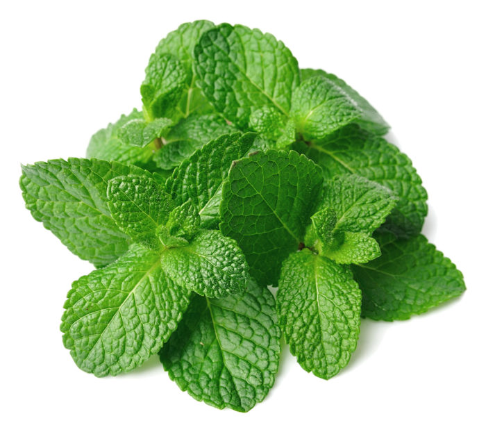 Menta mint